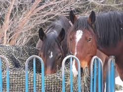 Slow Feed Hay Bags